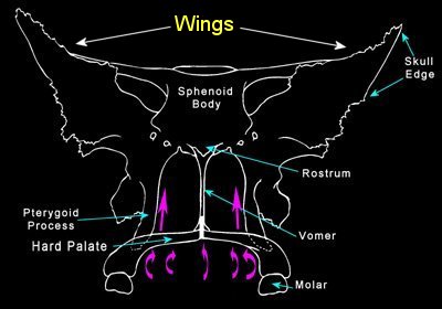 Sphenoid energy vibration